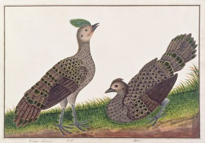 Malaiische Pfaufasane, aus Zeichnungen von Vögeln aus Malakka, ca. 1805-18 von Chinese School